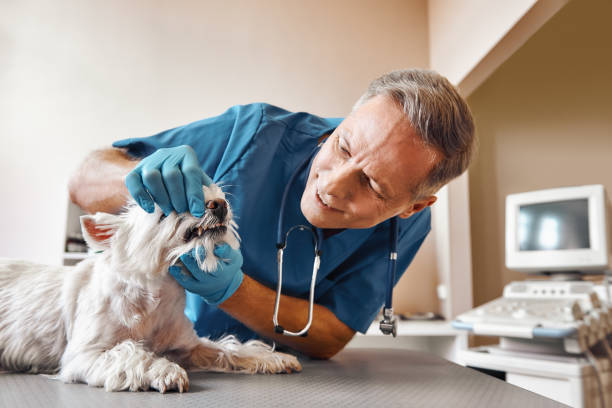 Best Emergency Dental Care for Broken or Chipped Teeth in Raymond, WI